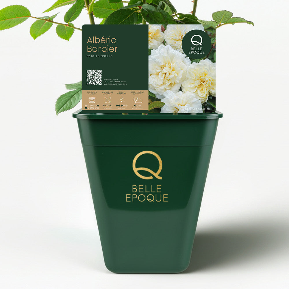 Albéric Barbier (XL climbing rose)