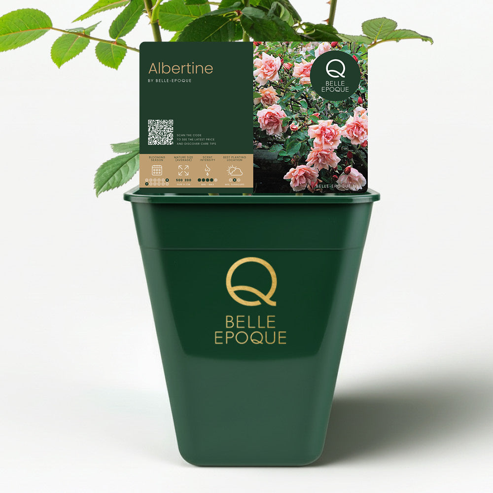 Albertine (XL climbing rose)