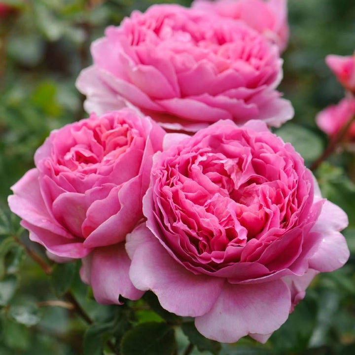 Princess Alexandra of Kent (Ausmerchant)