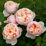 Belle Romantica