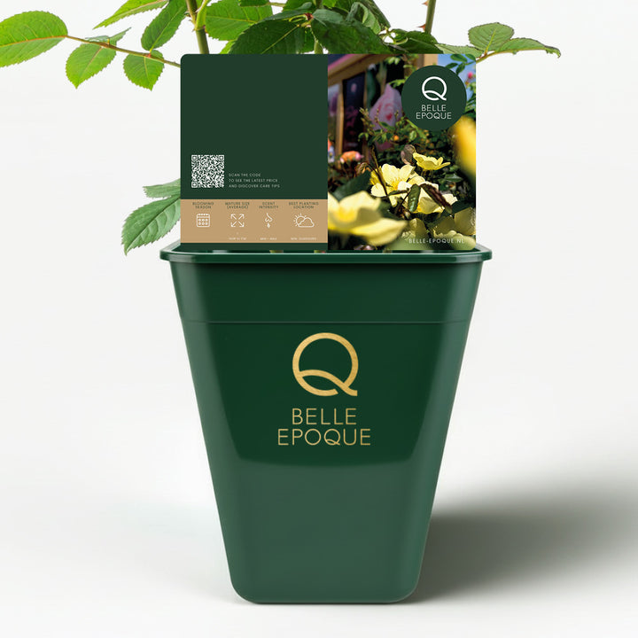 Banksiae Lutea (XL Climbing Rose)