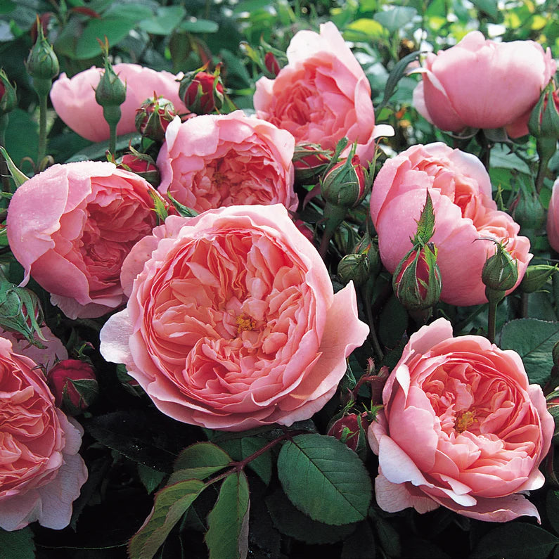 Die Alnwick-Rose
