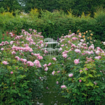 Die Alnwick-Rose