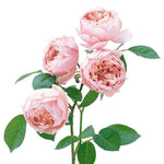 Die Alnwick-Rose