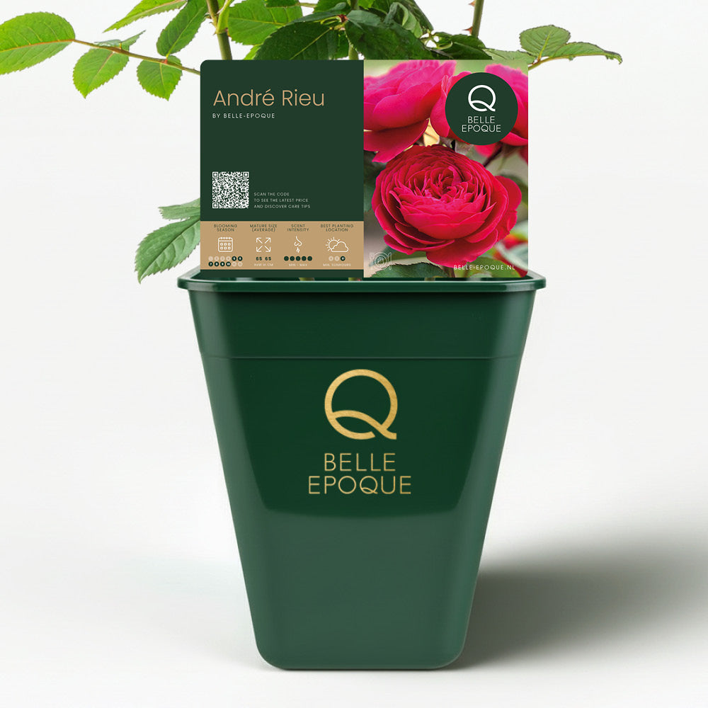 Edible rose - Andre Rieu