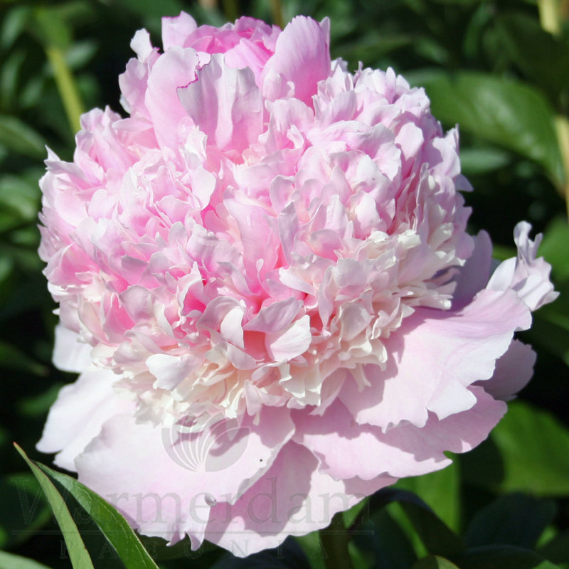 Paeonia 'Angel Cheeks'