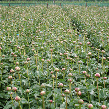 Paeonia 'Angel Cheeks'