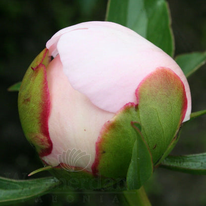 Paeonia 'Angel Cheeks'