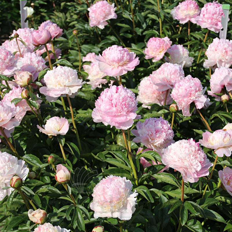 Paeonia 'Angel Cheeks'