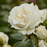 Annapurna
