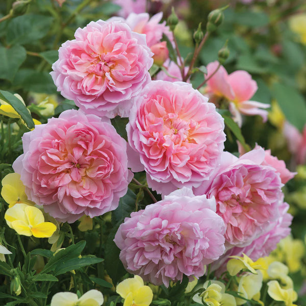 Zachtroze Engelse roos met symmetrische, rozetvormige bloemen.