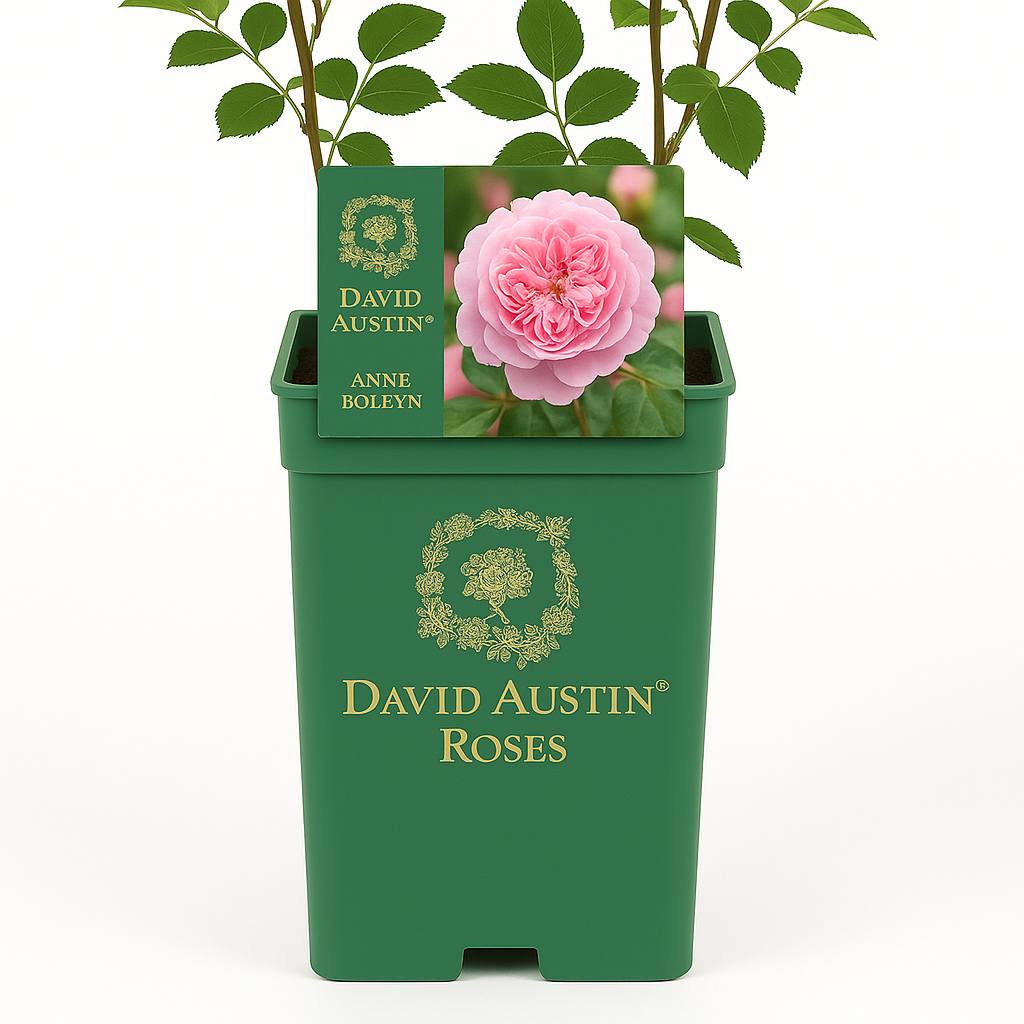 Anne Boleyn (Ausecret)