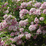 Apple Blossom