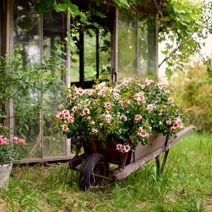 Blushing Babylon Eyes