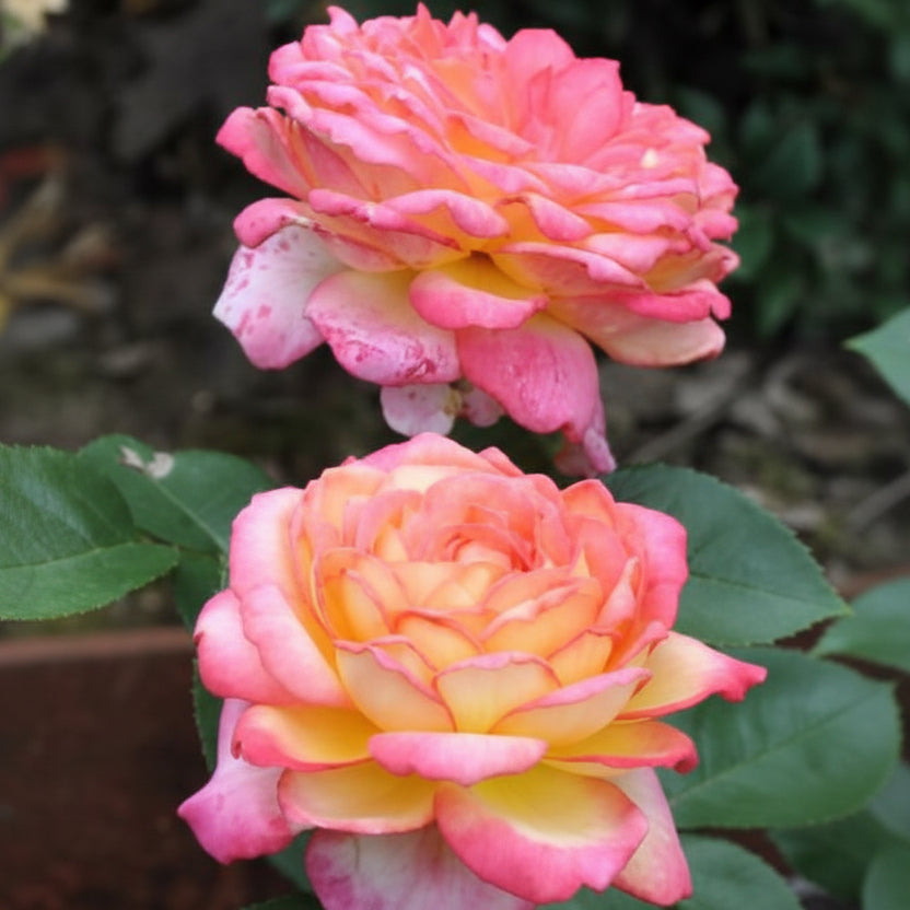 Rose japonaise BI – Asagumo (Nuage du matin) (NOUVEAU 2026)