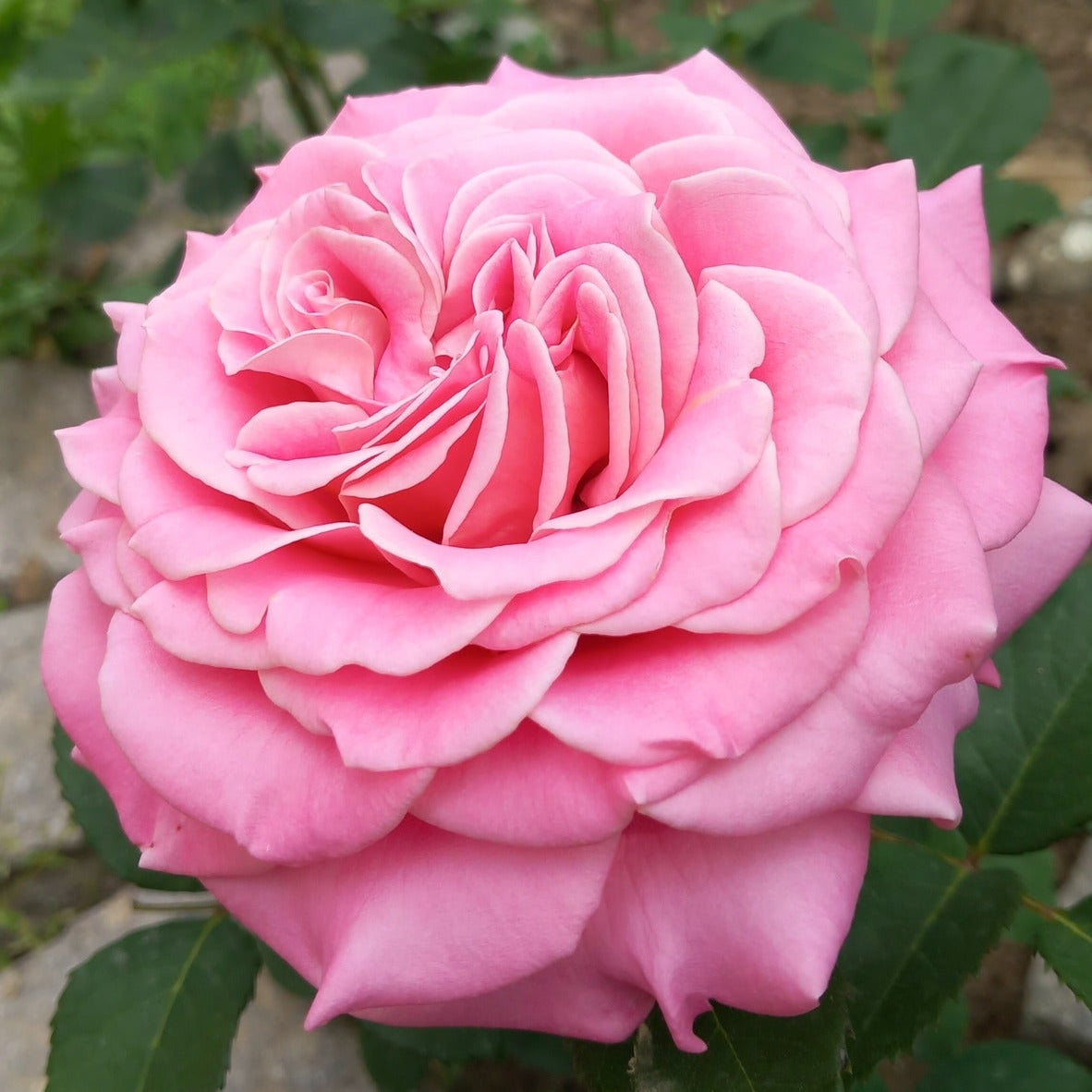 ♡Rose rose♡ Ashley rose | Deluxe garden rose in intense pink – Belle Epoque