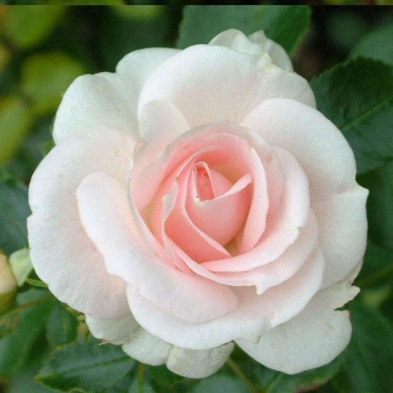 Aspirin Rose (op stam)