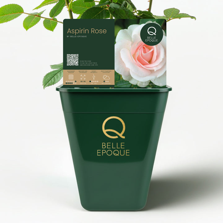 Aspirin Rose (op stam)