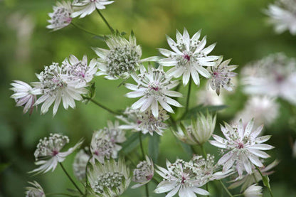 Zeeland Button (Astrantia)