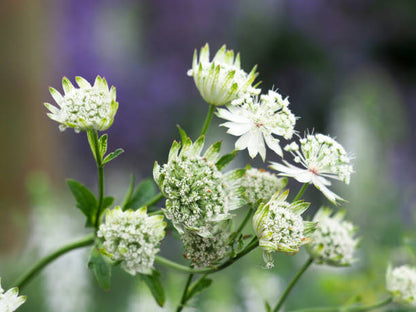 Zeeland Button (Astrantia)