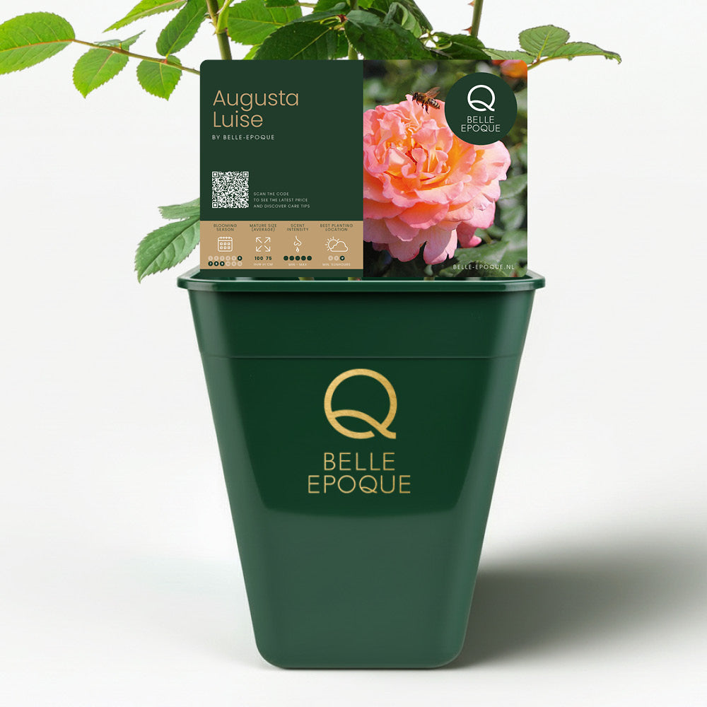 <tc>Augusta Luise</tc>