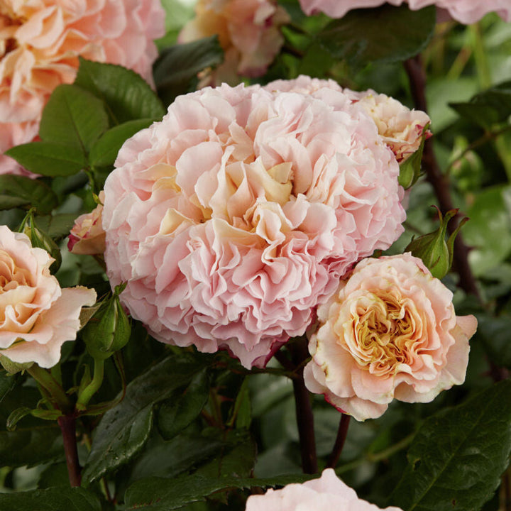 Augusta Luise (op stam)