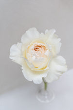 Yves Piaget Creme
