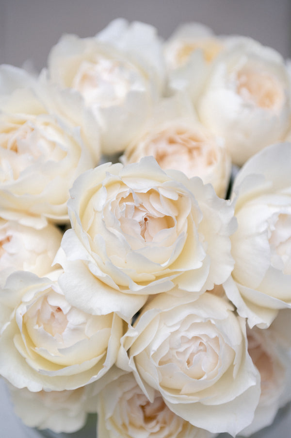 Yves Piaget Creme