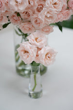 Majolika Pink