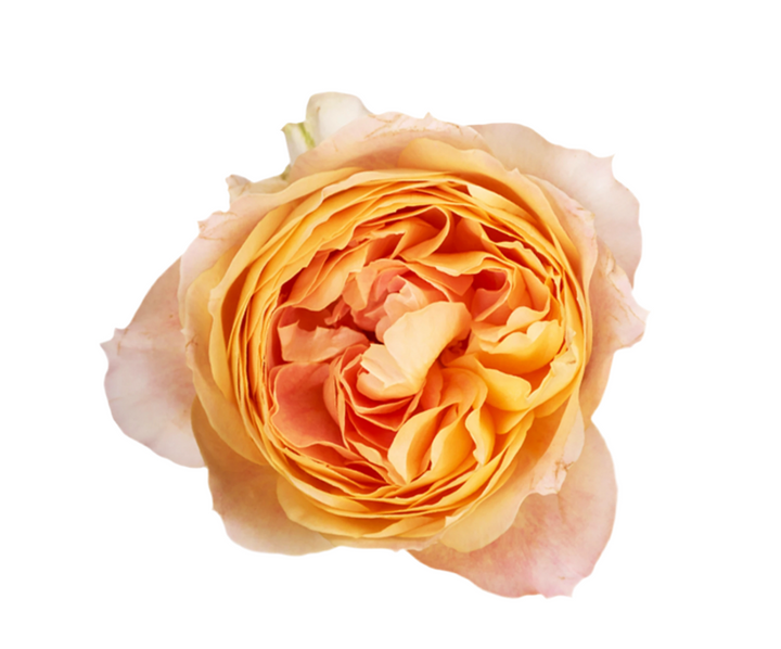 Caramel Antique (12 pieces)