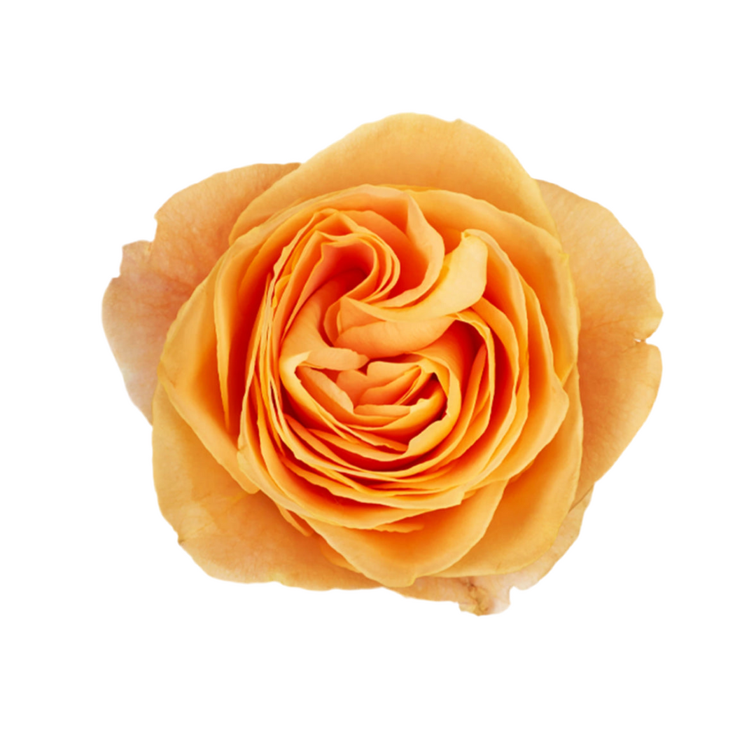 Apricot Swirl (12 pieces)