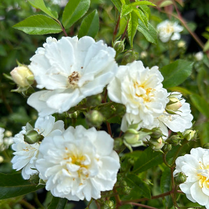 Garland of Love (on stem)