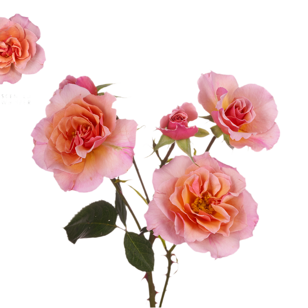 Scented Whisper (12 pieces)