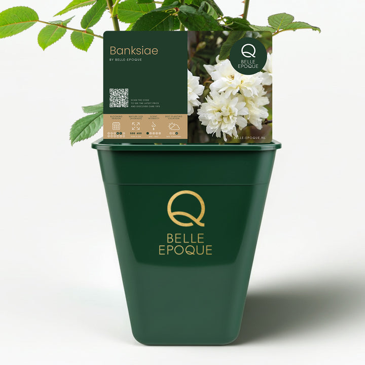 Banksiae White (XL Climbing Rose)
