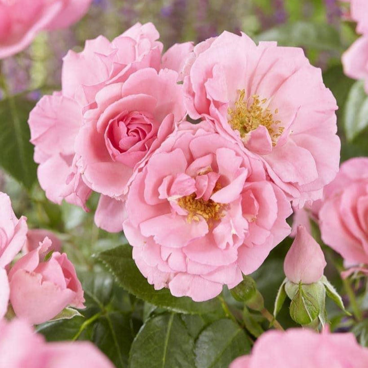 Bantra Bay (XL Klimroos)