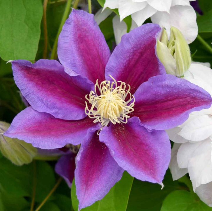 Clematis 'Barbara Jackman'