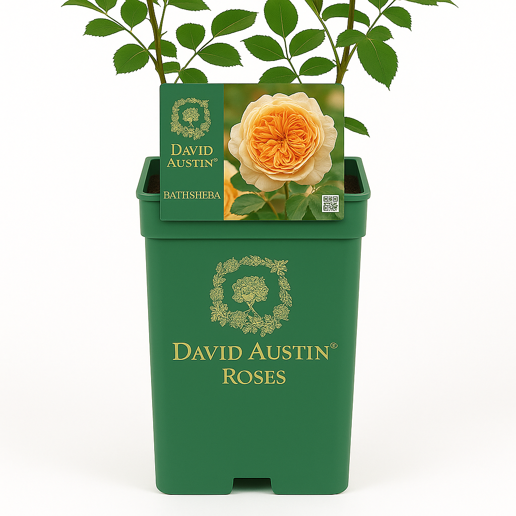 Bathsheba  (Ausschimbley)