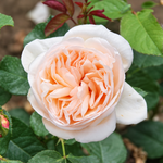 Bella Romantica
