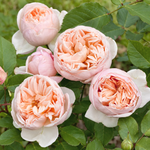 Bella Romantica
