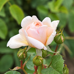 Bella Romantica
