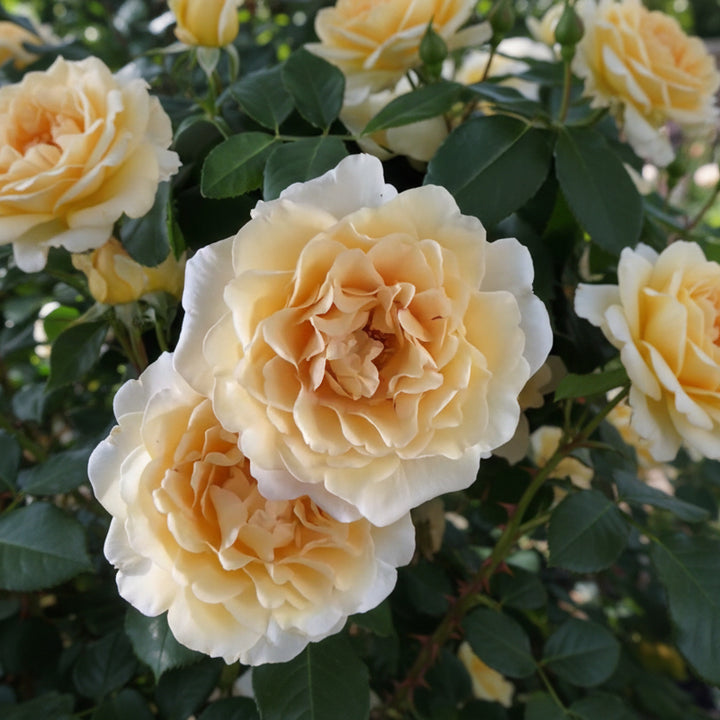 Gather Roses Buy Belle George rose | Light yellow caramel garden rose – Belle Epoque