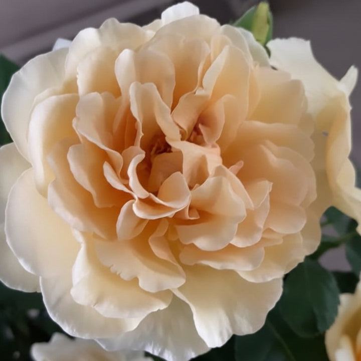 Belle George (NEW 2026)