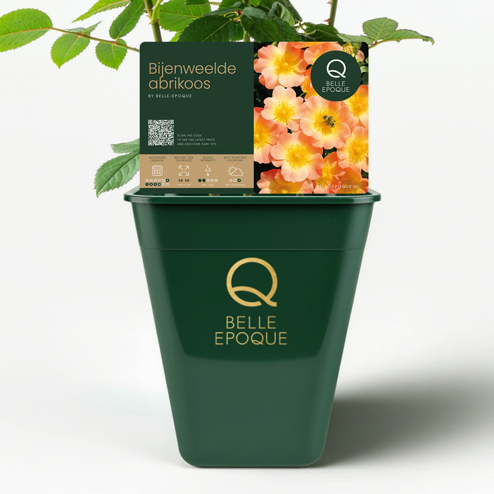 Bijenweelde Abrikoos