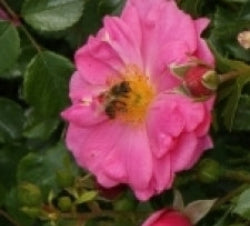 Bijenweelde Pink