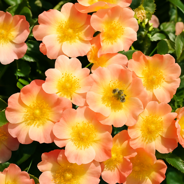 Bijenweelde Abrikoos