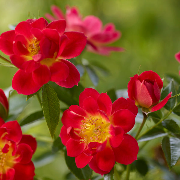 Bijenweelde Rouge
