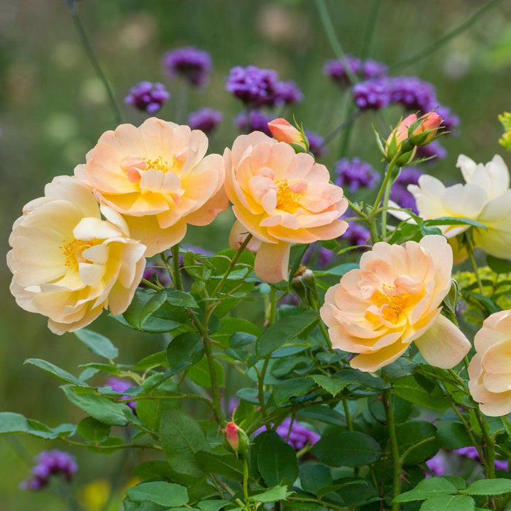 The Lark Ascending (Ausursula)