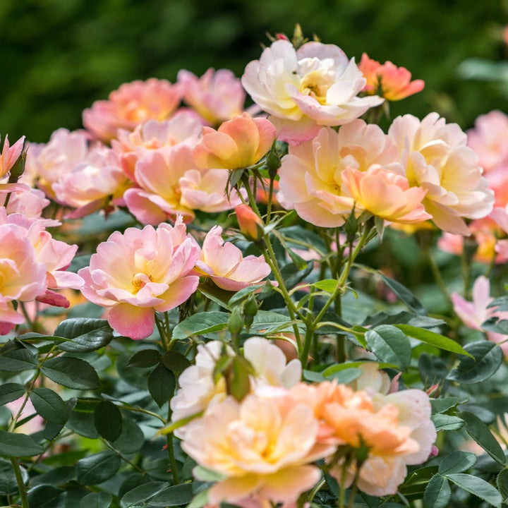 The Lark Ascending (Ausursula)