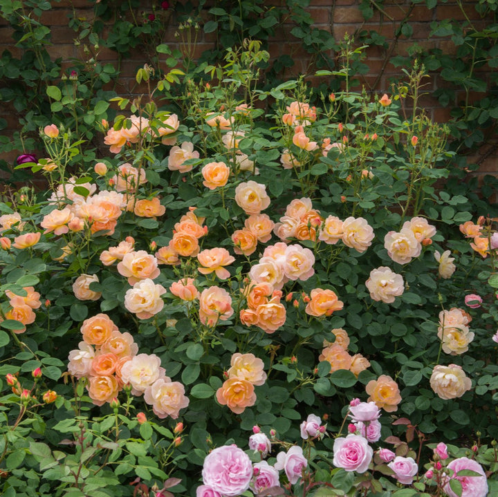 The Lark Ascending (Ausursula)