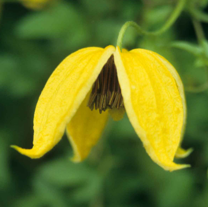 Clematis 'Bill MacKenzie'